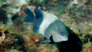 Stegastes nigricans (黑高身雀鯛)