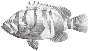 Cephalopholis igarashiensis (伊加拉九刺鮨)