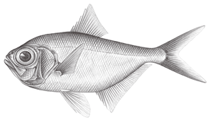 Beryx mollis (軟體金眼鯛)