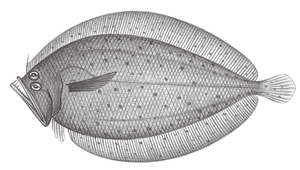 Kamoharaia megastoma (鱷口鮃)