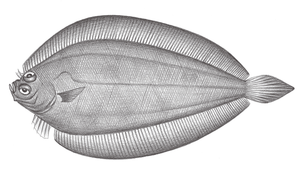 Laeops parviceps (小頭左鮃)
