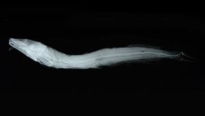 Conocara kreffti (克氏錐首魚)