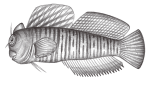 Istiblennius muelleri (穆氏蛙鳚)