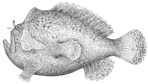 Antennatus dorehensis (駝背手躄魚)