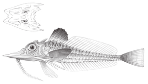 Scalicus amiscus (鬚叉吻魴鮄)-資源代表圖