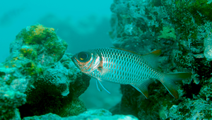 Myripristis violacea (紫鋸鱗魚)