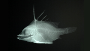 Paratriacanthodes retrospinis (倒棘副三棘魨)縮圖