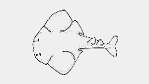 Squatina formosa (臺灣扁鯊)縮圖