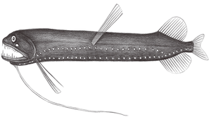 Bathophilus kingi (四絲深巨口魚)縮圖