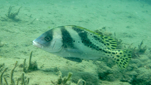 Plectorhinchus cinctus (花尾胡椒鯛)-資源代表圖