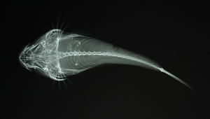 Eleutherochir opercularis (雙鰭喉褶䲗)縮圖