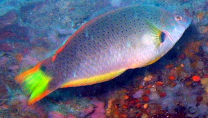 Halichoeres melanochir (黑腕海豬魚)縮圖