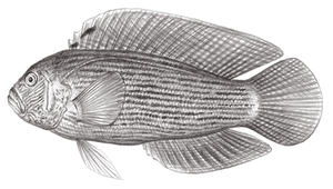 Labracinus lineatus (線紋戴氏魚)-資源代表圖