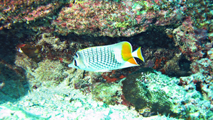Chaetodon xanthurus (紅尾蝴蝶魚)縮圖