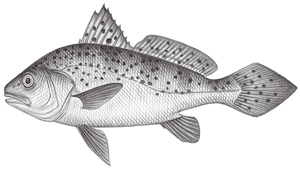 Protonibea diacanthus (雙棘原黃姑魚)