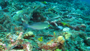 Scolopsis ciliata (齒頜眶棘鱸)縮圖