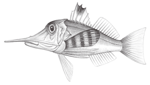 Pterygotrigla macrorhynchus (長吻棘角魚)縮圖