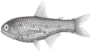 Lampanyctus alatus (翼珍燈魚)縮圖