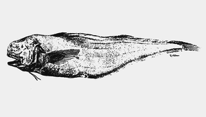 Holcomycteronus aequatoris (深海鈍吻鼬魚)-資源代表圖