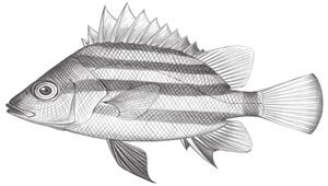 Hapalogenys kishinouyei (岸上氏髭鯛)-資源代表圖