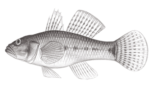Glossogobius aureus (金黃叉舌鰕虎)縮圖