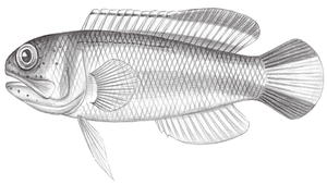 Opistognathus hopkinsi (霍氏後頜魚)縮圖