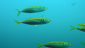 Trachurus japonicus (日本竹筴魚)縮圖
