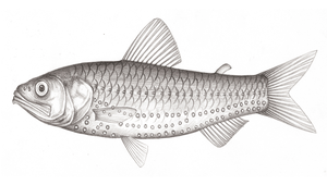 Neoscopelus porosus (多孔新燈魚)縮圖
