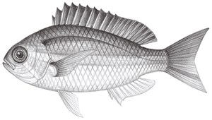 Parascolopsis eriomma (寬帶副眶棘鱸)縮圖