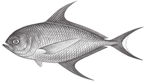 Taractichthys steindachneri (斯氏長鰭烏魴)-資源代表圖