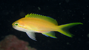 Pseudanthias pleurotaenia (側帶擬花鮨)縮圖