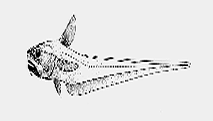 Ventrifossa macroptera (大鰭凹腹鱈)-資源代表圖