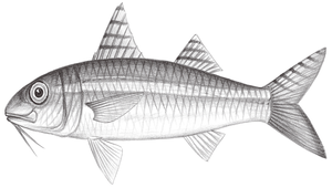 Upeneus moluccensis (馬六甲緋鯉)縮圖