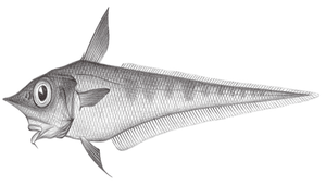 Coelorinchus smithi (史氏腔吻鱈)縮圖