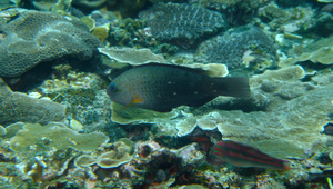 Scarus prasiognathos (綠頜鸚哥魚)-資源代表圖