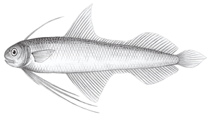 Bregmaceros lanceolatus (尖鰭海鰗鰍)縮圖