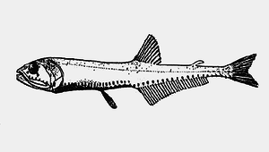 Pollichthys mauli (莫氏軸光魚)縮圖