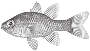 Apogon crassiceps (堅頭天竺鯛)