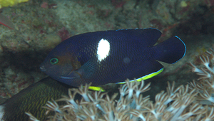Centropyge tibicen (白斑刺尻魚)縮圖