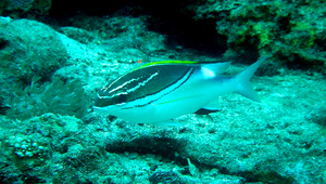 Scolopsis bilineata (雙帶眶棘鱸)縮圖