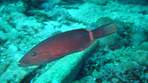 Oxycheilinus unifasciatus (單帶尖唇魚)縮圖