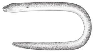 Uropterygius micropterus (小鰭尾鯙)縮圖