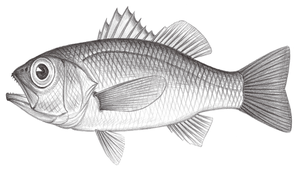 Doederleinia berycoides (赤鯥)-資源代表圖