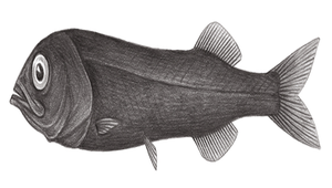 Rouleina guentheri (根室魯氏魚)-資源代表圖
