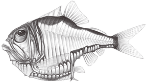 Argyropelecus aculeatus (棘銀斧魚)縮圖