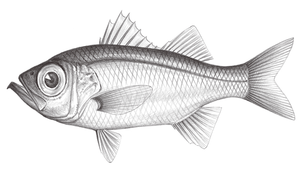 Malakichthys elegans (美軟魚)-資源代表圖