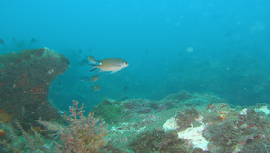 Chromis fumea (燕尾光鰓雀鯛)縮圖