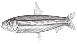 Spratelloides gracilis (日本銀帶鯡)縮圖