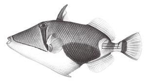 Rhinecanthus verrucosus (毒吻棘魨)縮圖