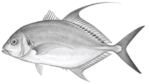 Carangoides dinema (背點若鰺)縮圖